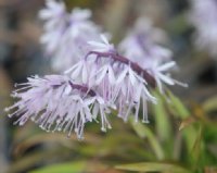 Heavily scented palest lilac flowers.