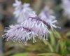 Show product details for Ypsilandra kansuensis