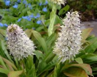 White to pale pink flowers with blue anthers over glossy lanceolate foliage